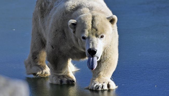 Белый медведь идет по льду. Архивное фото Белый медведь идет по льду. Архивное фото