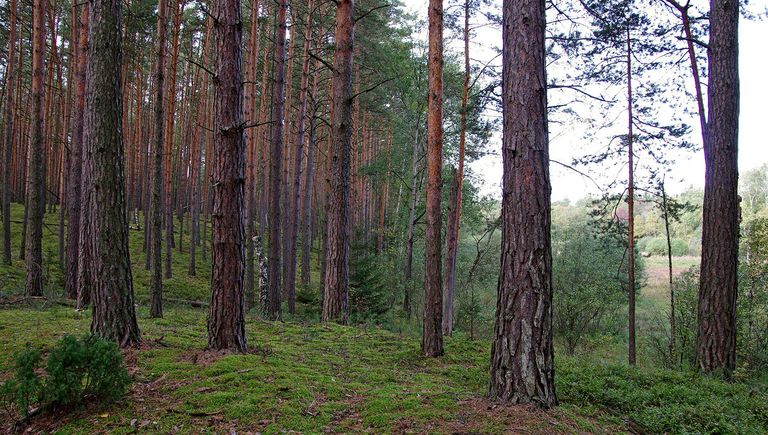 Приокско-Террасный заповедник. Вид на Сионское озеро Приокско-Террасный заповедник. Вид на Сионское озеро