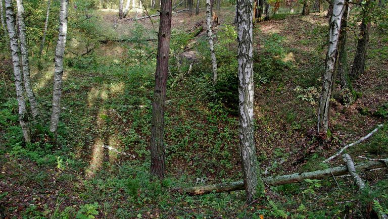 Приокско-Террасный заповедник. Карстовая воронка Приокско-Террасный заповедник. Карстовая воронка