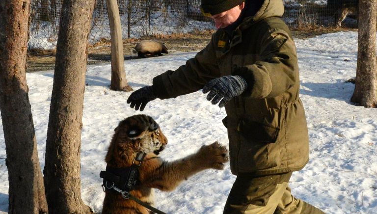 Тигренок Шерхан в Приморском сафари-парке играет с сотрудником парка Тигренок Шерхан в Приморском сафари-парке играет с сотрудником парка