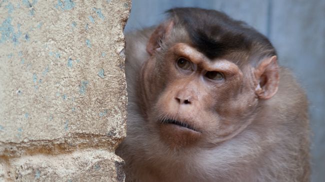 Толстохвостая макака готовится вступить в массовую потасовку Толстохвостая макака готовится вступить в массовую потасовку