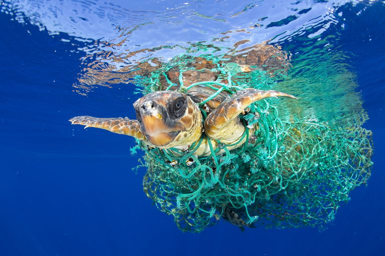 Caretta Caretta Trapped фотографа Francis Pérez занявшего первое место в категории Природа в фотоконкурсе World Press Photo Caretta Caretta Trapped фотографа Francis Pérez занявшего первое место в категории Природа в фотоконкурсе World Press Photo