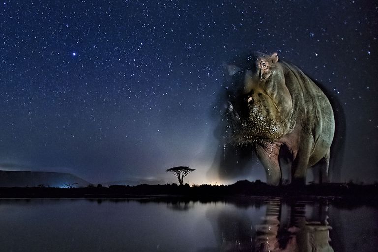 Now You See Me фотографа Bence Máté занявшего третье место в категории Природа в фотоконкурсе World Press Photo Now You See Me фотографа Bence Máté занявшего третье место в категории Природа в фотоконкурсе World Press Photo