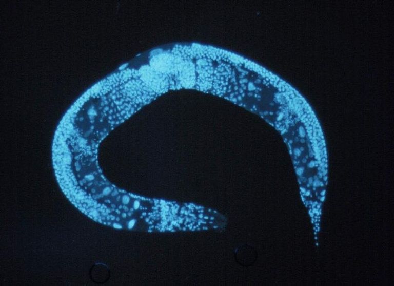 Фотография нематоды Caenorhabditis elegans