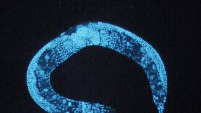 Фотография нематоды Caenorhabditis elegans