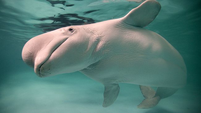 Белуха Белуха
