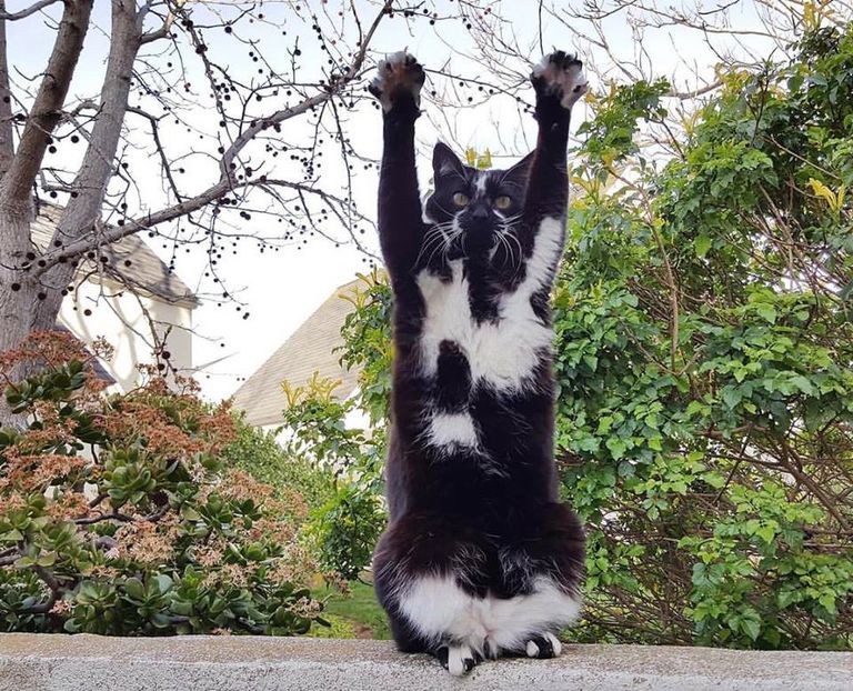 Кошка GoalKitty Кошка GoalKitty