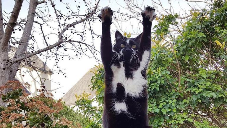 Кошка GoalKitty Кошка GoalKitty