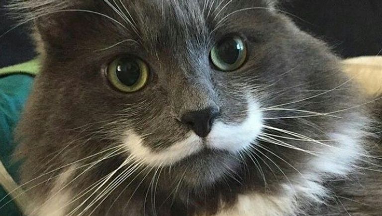 Кот-хипстер Гамильтон Кот-хипстер Гамильтон