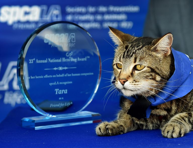 Кошка Тара, которая спасла от нападения собаки ребенка Кошка Тара, которая спасла от нападения собаки ребенка