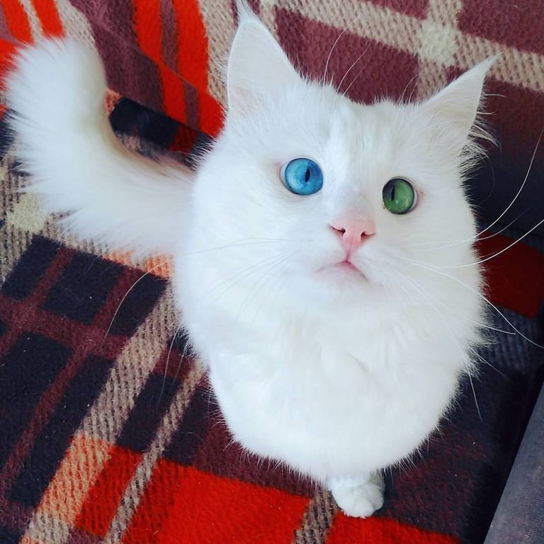 Турецкий кот Алош Турецкий кот Алош