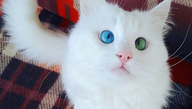 Турецкий кот Алош Турецкий кот Алош