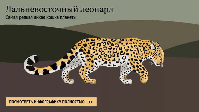 Дальневосточный леопард Дальневосточный леопард