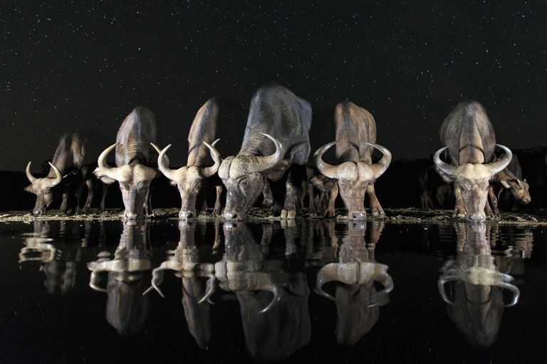 Работа Buffaloes and stars шведского фотографа Andreas Hemb в категории Дикие животные открытого конкурса 2017 Sony World Photography Awards
