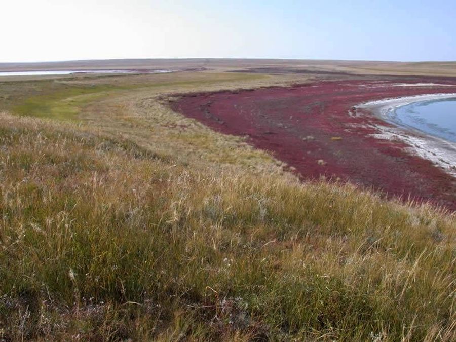 Кольца растительности, образующиеся по мере отступания воды Кольца растительности, образующиеся по мере отступания воды