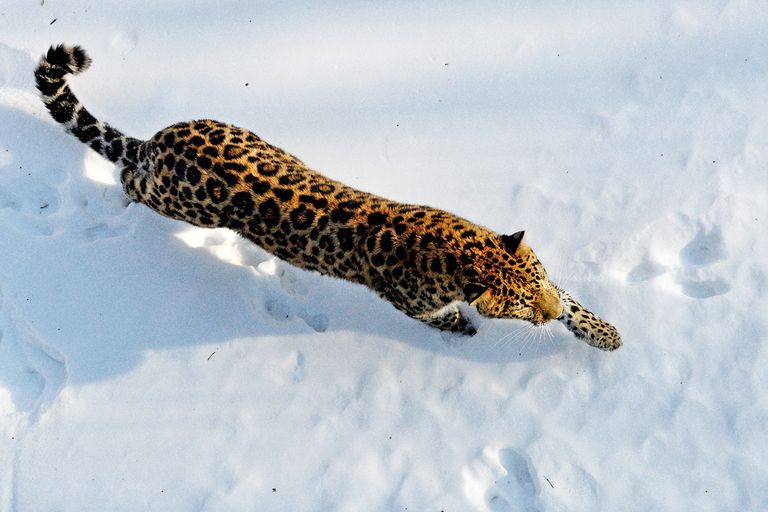 Дальневосточный леопард Дальневосточный леопард