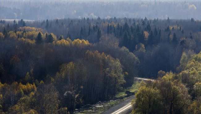 Лес. Архивное фото Лес. Архивное фото