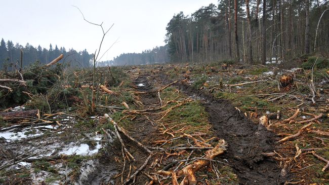 Ущерб от незаконного природопользования ежегодно достигает триллиона рублей