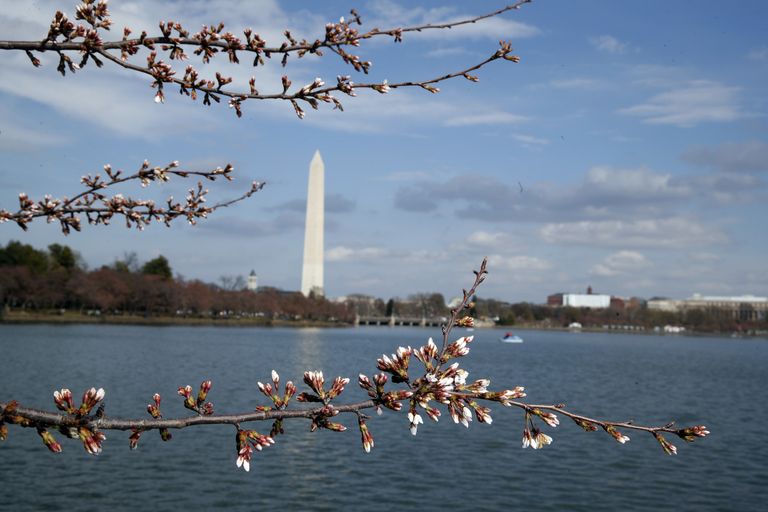 Цветение сакуры в Вашингтоне Цветение сакуры в Вашингтоне
