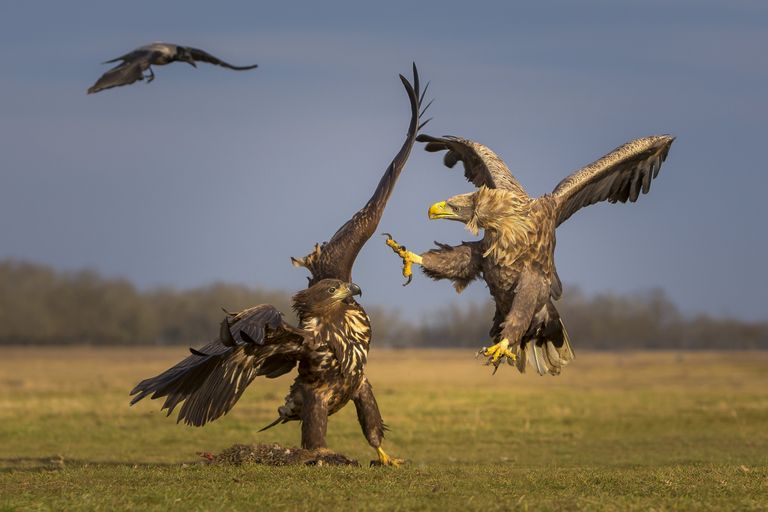 Работа фотографа из Кувейта Мохаммеда Хуршида A Fight for Survival для конкурса фотографии HIPA Работа фотографа из Кувейта Мохаммеда Хуршида A Fight for Survival для конкурса фотографии HIPA