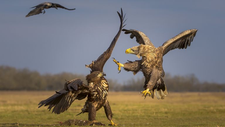 Работа фотографа из Кувейта Мохаммеда Хуршида A Fight for Survival для конкурса фотографии HIPA Работа фотографа из Кувейта Мохаммеда Хуршида A Fight for Survival для конкурса фотографии HIPA
