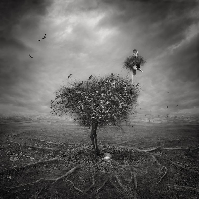 Работа фотографа из Ирана Shahrzad Akrami Natura для конкурса фотографии HIPA Работа фотографа из Ирана Shahrzad Akrami Natura для конкурса фотографии HIPA