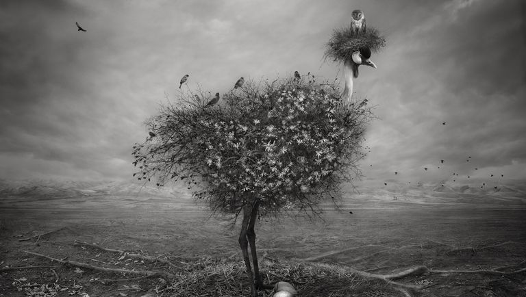 Работа фотографа из Ирана Shahrzad Akrami Natura для конкурса фотографии HIPA Работа фотографа из Ирана Shahrzad Akrami Natura для конкурса фотографии HIPA