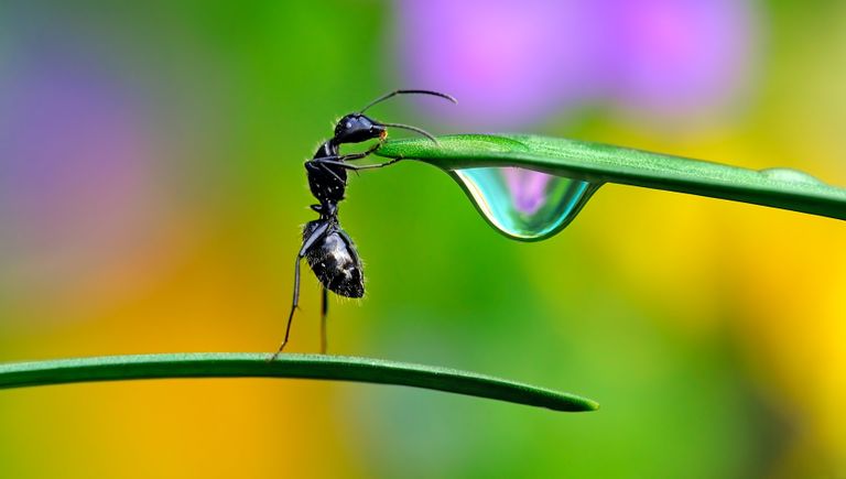 Работа фотографа из Италии Джузеппе Бонали The Balance для конкурса фотографии HIPA Работа фотографа из Италии Джузеппе Бонали The Balance для конкурса фотографии HIPA