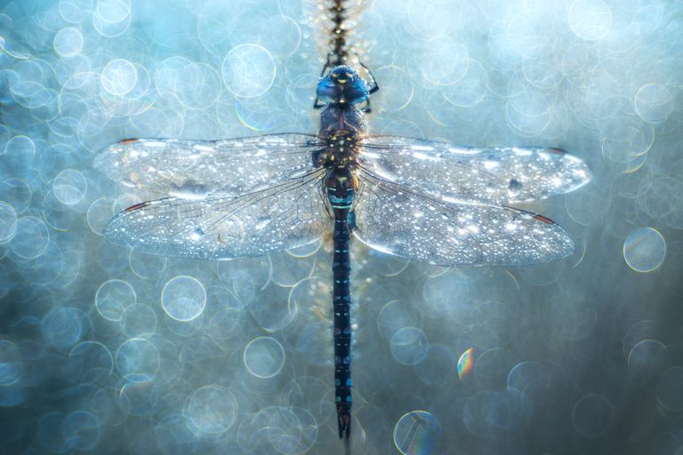 Работа фотографа из Хорватии Петара Сабола Dragonfly Delirium для конкурса фотографии HIPA Работа фотографа из Хорватии Петара Сабола Dragonfly Delirium для конкурса фотографии HIPA