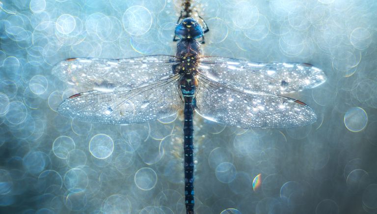 Работа фотографа из Хорватии Петара Сабола Dragonfly Delirium для конкурса фотографии HIPA Работа фотографа из Хорватии Петара Сабола Dragonfly Delirium для конкурса фотографии HIPA