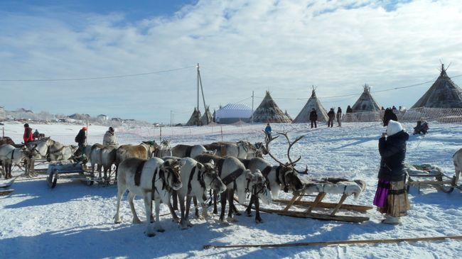 День оленевода, когда народы Крайнего Севера встречают весну. Архивное фото День оленевода, когда народы Крайнего Севера встречают весну. Архивное фото