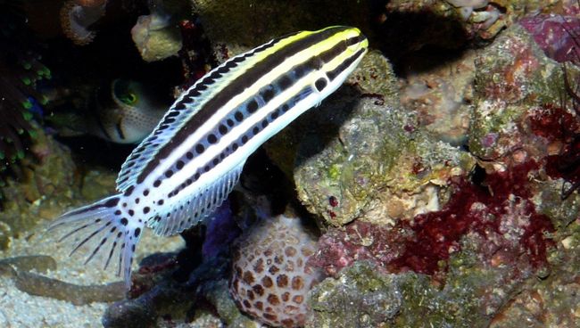 Тропическая рыбка-собачка Meiacanthus grammistes убивает жертв аналогом героина Тропическая рыбка-собачка Meiacanthus grammistes убивает жертв аналогом героина
