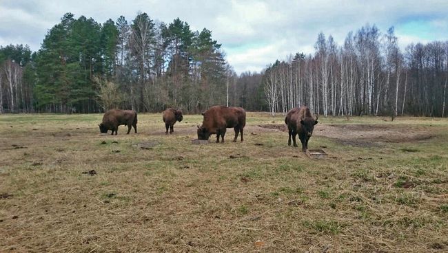 В Брянском лесу состоялся уникальный выпуск зубров в природу В Брянском лесу состоялся уникальный выпуск зубров в природу