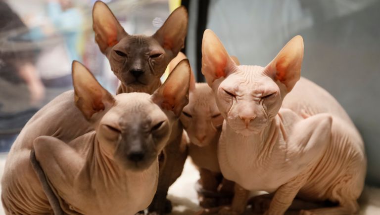 Котята породы петерболд на региональной выставке кошек в Алма-Ате, Казахстан Котята породы петерболд на региональной выставке кошек в Алма-Ате, Казахстан