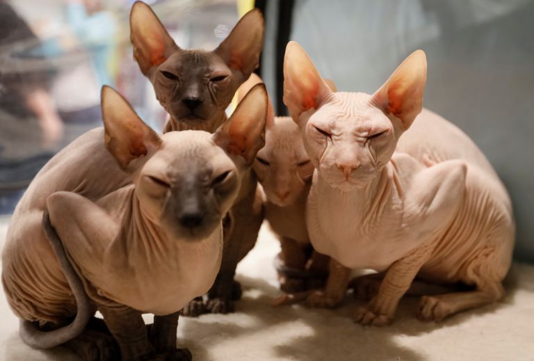 Котята породы петерболд на региональной выставке кошек в Алма-Ате, Казахстан Котята породы петерболд на региональной выставке кошек в Алма-Ате, Казахстан