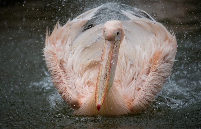 Белый пеликан в гамбургском зоопарке Tierpark Hagenbeck на севере Германии Белый пеликан в гамбургском зоопарке Tierpark Hagenbeck на севере Германии