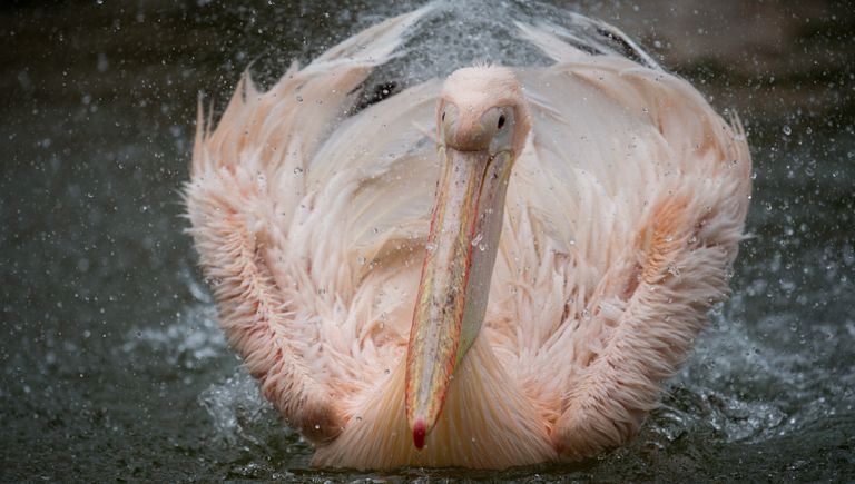 Белый пеликан в гамбургском зоопарке Tierpark Hagenbeck на севере Германии Белый пеликан в гамбургском зоопарке Tierpark Hagenbeck на севере Германии