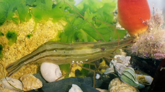 На морском дне На морском дне