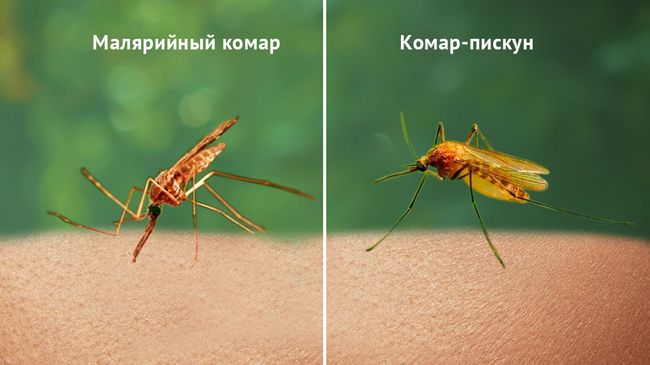 Отличие малярийного комара от комара-пискуна