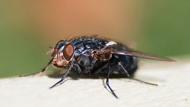 Ученые нашли мощные антибиотики в личинках синей мясной мухи Ученые нашли мощные антибиотики в личинках синей мясной мухи - РИА Новости, 1920, 07.09.2020