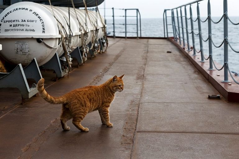 Кот Сергей Иванович на борту гвардейского ракетного крейсера Москва Кот Сергей Иванович на борту гвардейского ракетного крейсера Москва