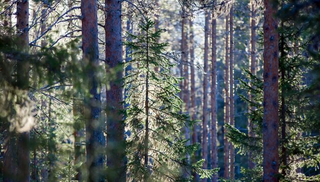 В Карелии начались работы по воспроизводству лесов В Карелии начались работы по воспроизводству лесов