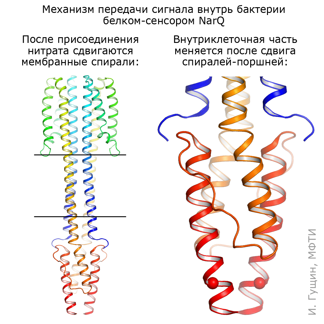Механизм работы белка NARQ, передающего сигналы из внешней среды внутрь бактерий Механизм работы белка NARQ, передающего сигналы из внешней среды внутрь бактерий