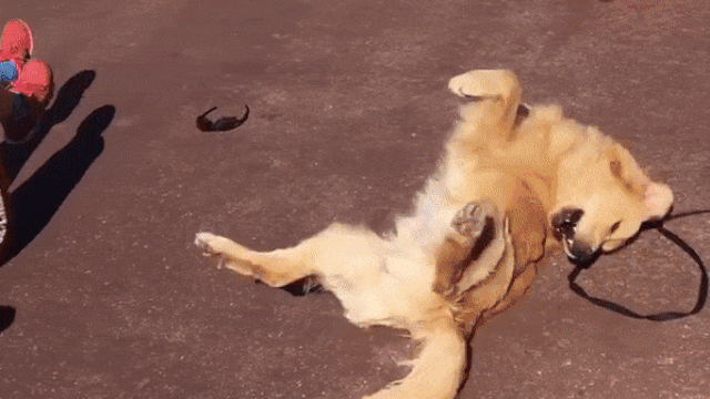 Пес-спортсмен gif Пес-спортсмен gif