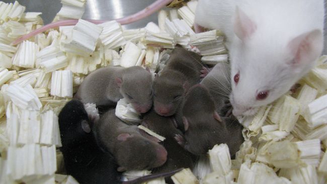 Космические мышата, рожденные благодаря сперме с МКС Космические мышата, рожденные благодаря сперме с МКС
