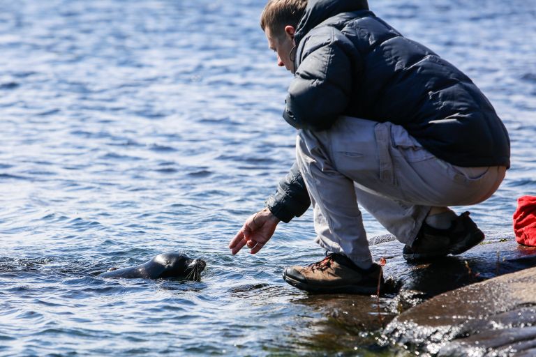 Руководитель Центра изучения и сохранения морских млекопитающих петербургского Водоканала Вячеслав Алексеев выпускает ладожского нерпенка Крошика в воды Ладожского озера