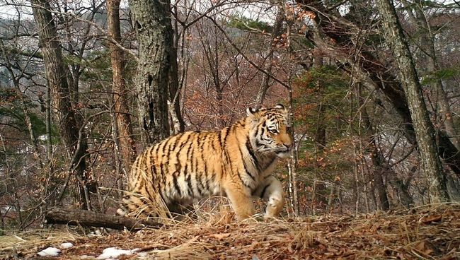Котенок амурского тигра на Земле леопарда Котенок амурского тигра на Земле леопарда