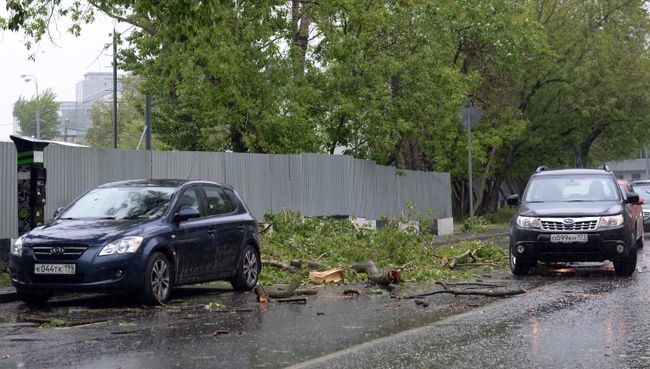 Сломанное ураганом дерево на проезжей части одной из улиц в Москве Сломанное ураганом дерево на проезжей части одной из улиц в Москве