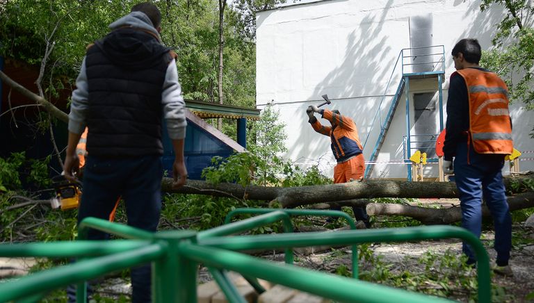 Работники коммунальных служб рубят ветки поваленных деревьев в одном из дворов Москвы Работники коммунальных служб рубят ветки поваленных деревьев в одном из дворов Москвы