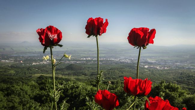 Мак прицветниковый в природоохранном заказнике Бештаугорский на горе Бештау в Ставропольском крае